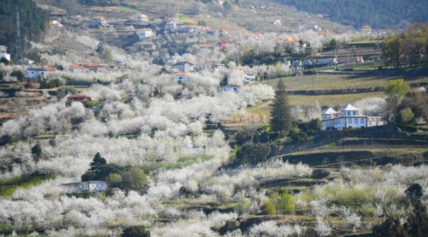 Município promove visitas guiadas pela Rota das Cerejeiras em Flor