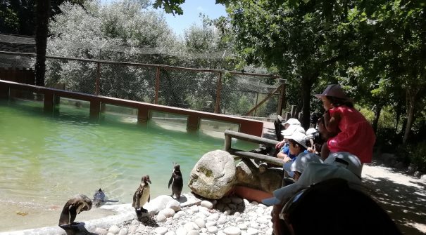 Município oferece viagem escolar aos alunos do 1.º Ciclo e Pré-Escolar