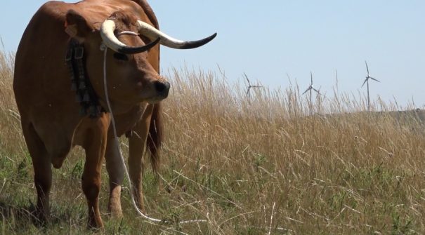 Município atribui incentivos aos produtores de gado