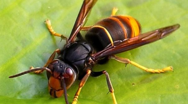 Apoio para a destruição dos ninhos de Vespa velutina – 2019