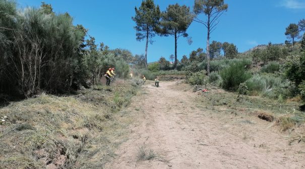 Beneficiação de Estrada Florestal em S. Cipriano