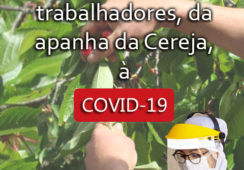 Município testa trabalhadores da apanha da Cereja à COVID-19