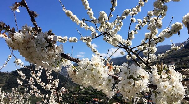 Rota das Cerejeiras em Flor regressa a Resende