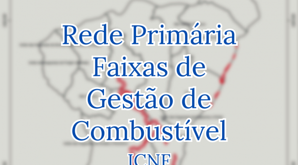 ICNF irá executar trabalhos da Rede Primária