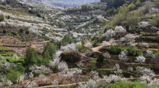 Cerejeiras em Flor convidam a uma visita a Resende