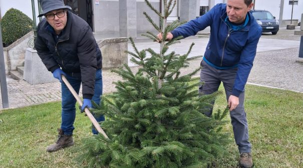 Município replanta árvores da decoração de Natal