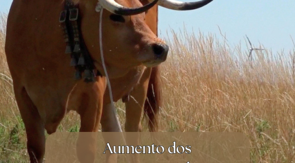 Município aumenta incentivos aos produtores de gado